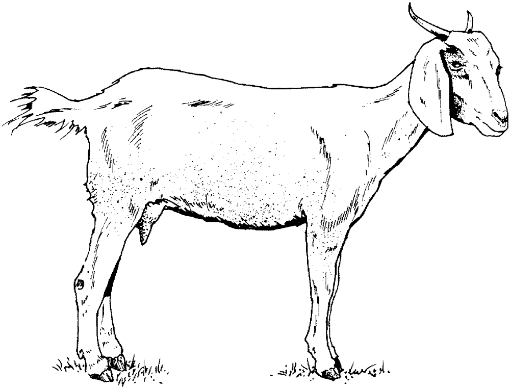 Goat 6 Coloring Page Md Coloring Page — Free Printable — free printable coloring page