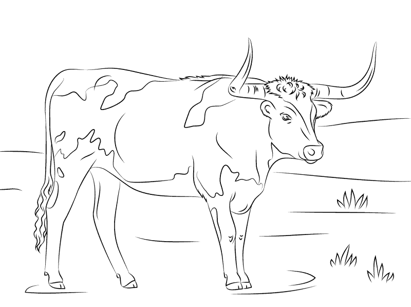 Longhorn Coloring Page Md Coloring Page — Free Printable — free printable coloring page