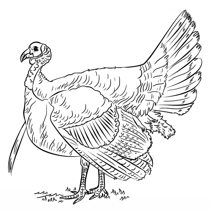 Turkey Coloring Page Md Coloring Page — Free Printable — free printable coloring page