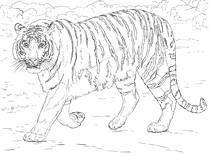 Bengal Tiger Coloring Page Md Coloring Page — Free Printable — free printable coloring page