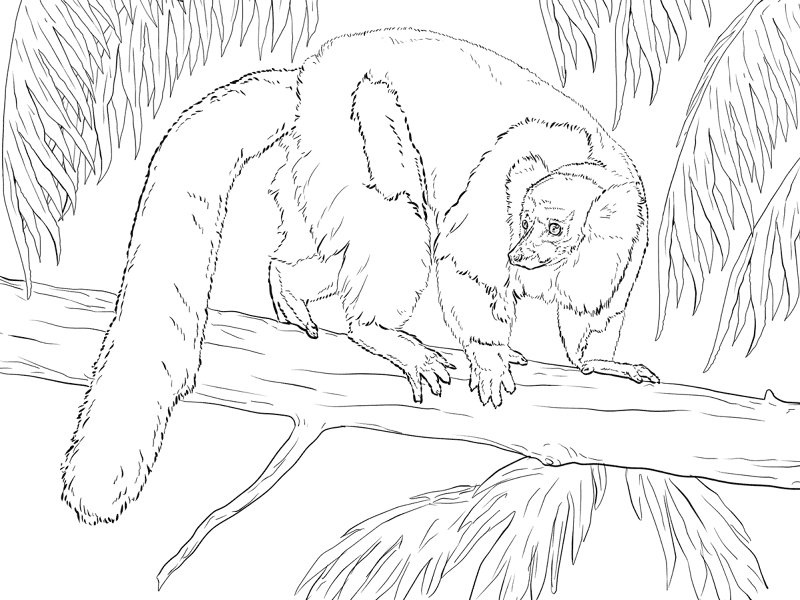Black And White Ruffed Lemur Coloring Page Md Coloring Page — Free Printable — free printable coloring page