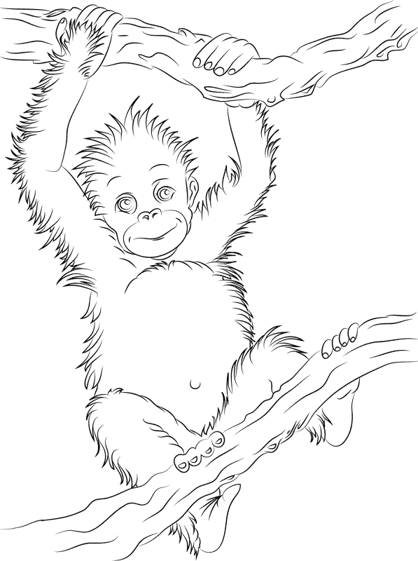 Cute Baby Orangutan Coloring Pages Md Coloring Page — Free Printable — free printable coloring page