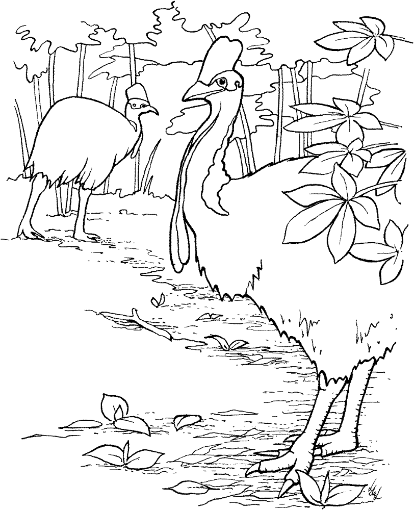 Double Wattled Cassowary Birds Coloring Page Md Coloring Page — Free Printable — free printable coloring page