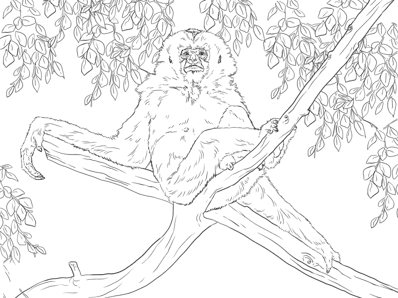 Gibbon Sitts On A Tree Coloring Page Md Coloring Page — Free Printable — free printable coloring page