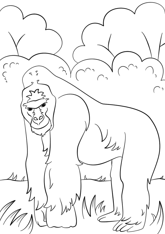 Gorilla Coloring Page Md Coloring Page — Free Printable — free printable coloring page