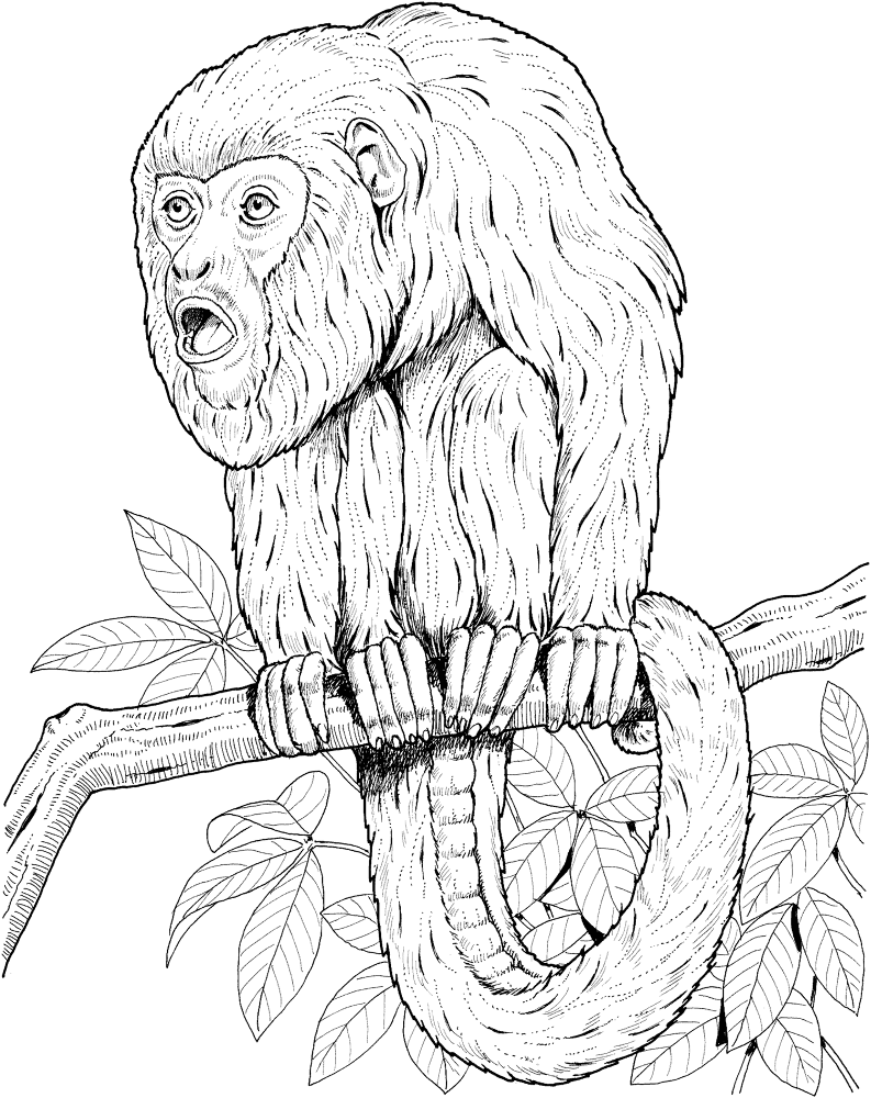 Howler Monkey On A Tree Coloring Page Md Coloring Page — Free Printable — free printable coloring page