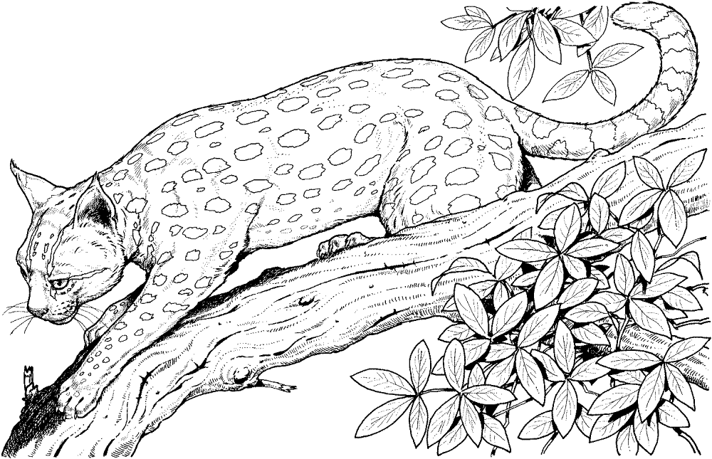 Leopard On A Branch Coloring Page Md Coloring Page — Free Printable — free printable coloring page