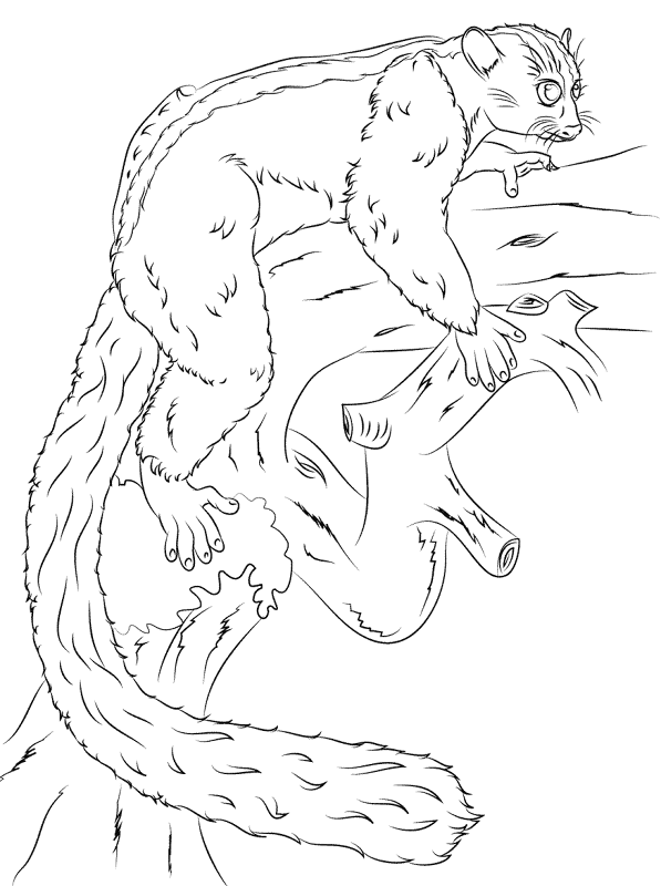 Masoala Fork Crowned Lemur Coloring Pages Md Coloring Page — Free Printable — free printable coloring page