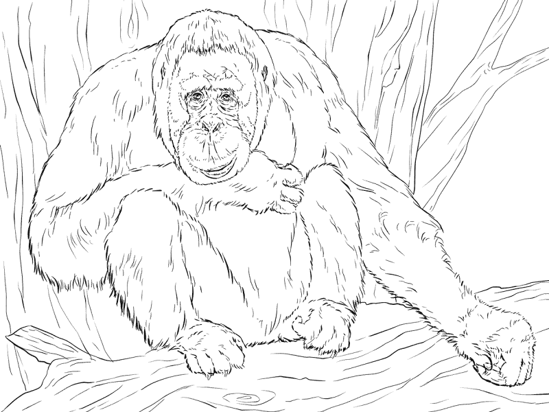 Realistic Bornean Orangutan Coloring Page Md Coloring Page — Free Printable — free printable coloring page
