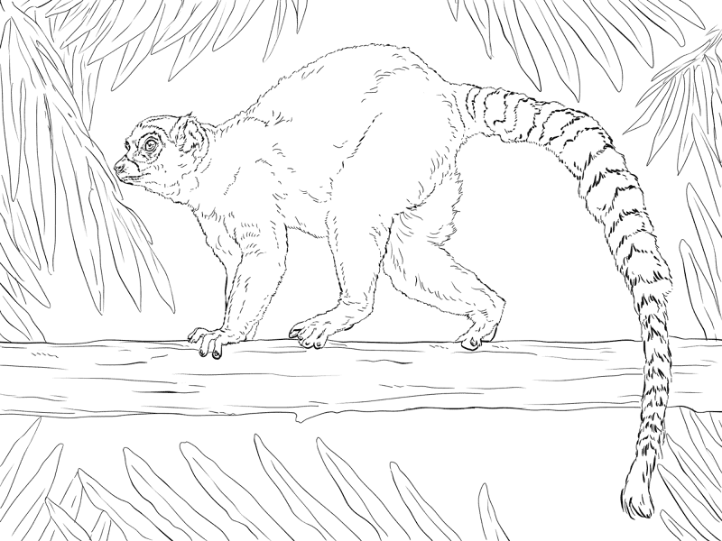 Ring Tailed Lemur Coloring Page Md Coloring Page — Free Printable — free printable coloring page