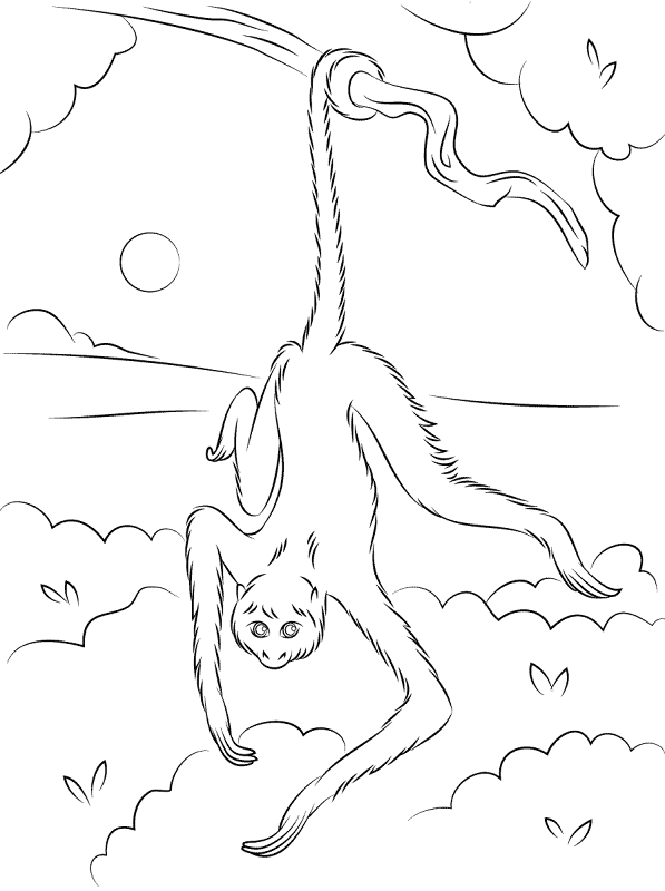 Spider Monkey Hanging Tree Coloring Pages Md Coloring Page — Free Printable — free printable coloring page