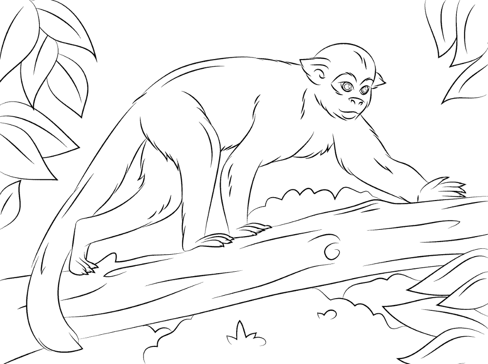 Squirrel Monkey Tree Coloring Pages Md Coloring Page — Free Printable — free printable coloring page