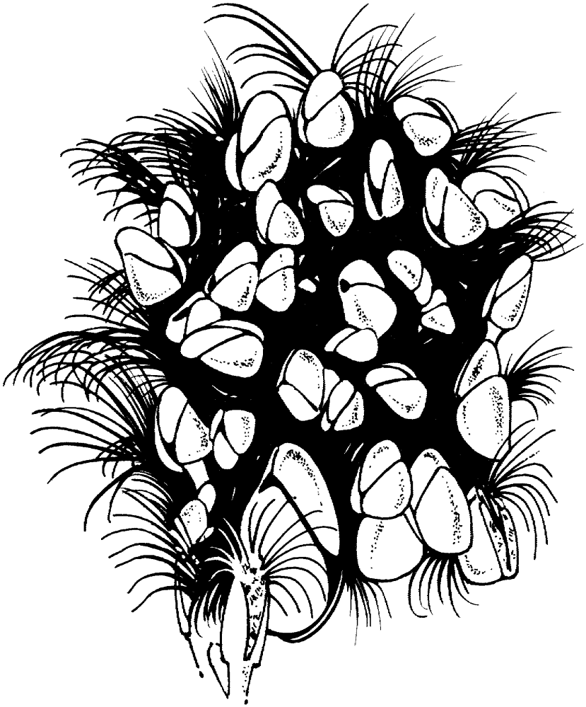 Goose Barnacles Coloring Page Md Coloring Page — Free Printable — free printable coloring page
