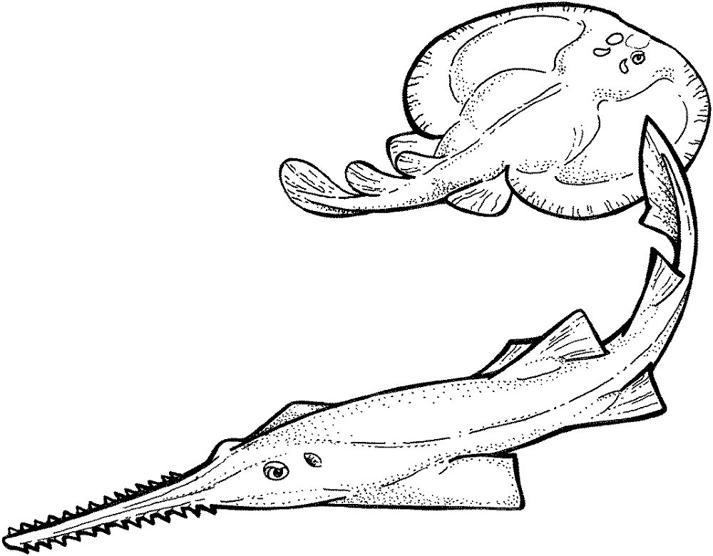 Sawfish And Electric Ray Coloring Page Md Coloring Page — Free Printable — free printable coloring page