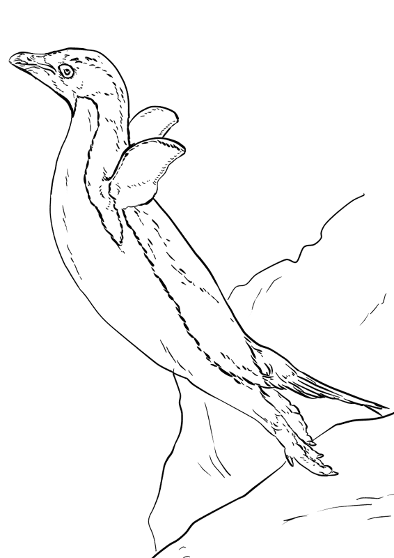 Adelie Penguin Leap Coloring Page Md Coloring Page — Free Printable — free printable coloring page