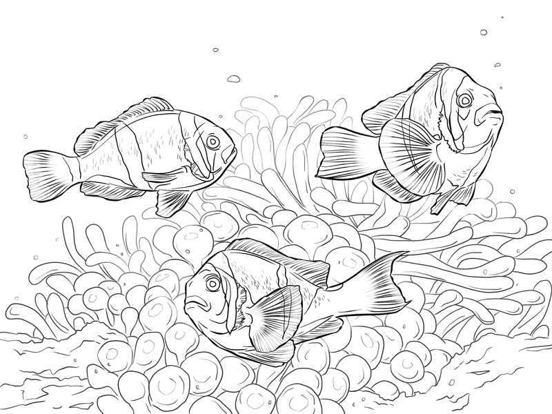 Allards Clownfishes Md Coloring Page — Free Printable — free printable coloring page