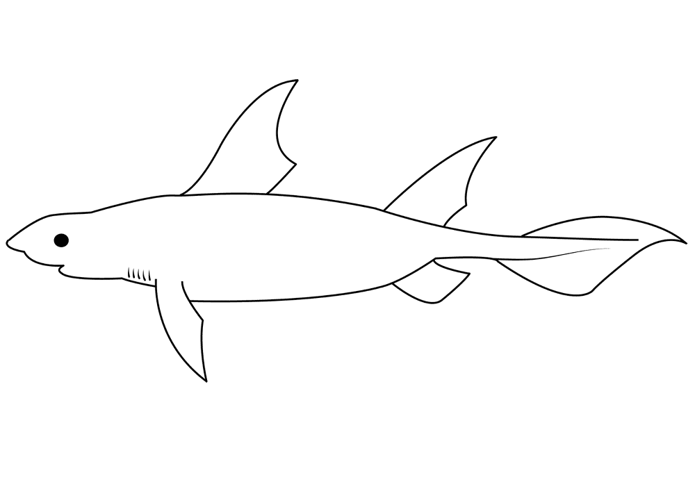 Angular Roughshark Oxynotus Centrina Coloring Page Md Coloring Page — Free Printable — free printable coloring page