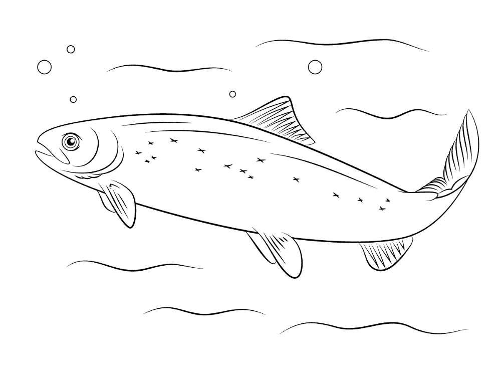 Atlantic Salmon Md Coloring Page — Free Printable — free printable coloring page