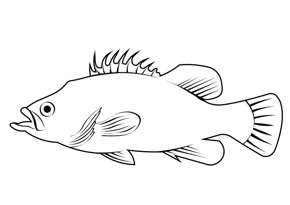 Atlantic Wreckfish Polyprion Americanus Coloring Page Md Coloring Page — Free Printable — free printable coloring page