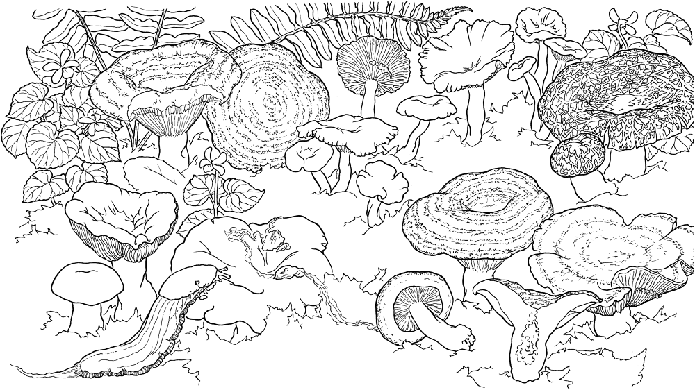Banana Slug And Mushrooms Coloring Page Md Coloring Page — Free Printable — free printable coloring page