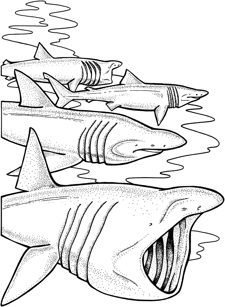 Basking Sharks Coloring Page Md Coloring Page — Free Printable — free printable coloring page