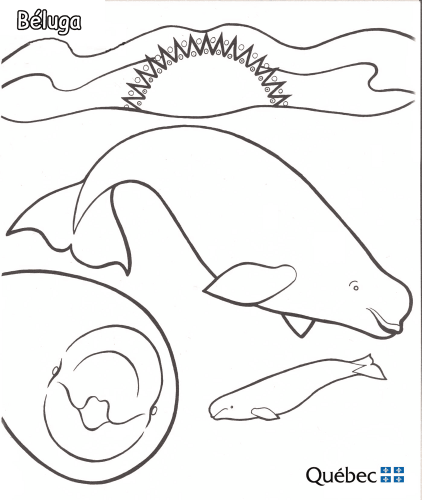Beluga Md Coloring Page — Free Printable — free printable coloring page