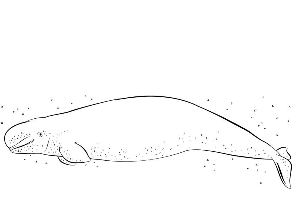 Beluga Whale Coloring Page Md Coloring Page — Free Printable — free printable coloring page