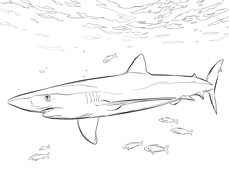 Blue Shark With Pilot Fishes Coloring Pages Md Coloring Page — Free Printable — free printable coloring page