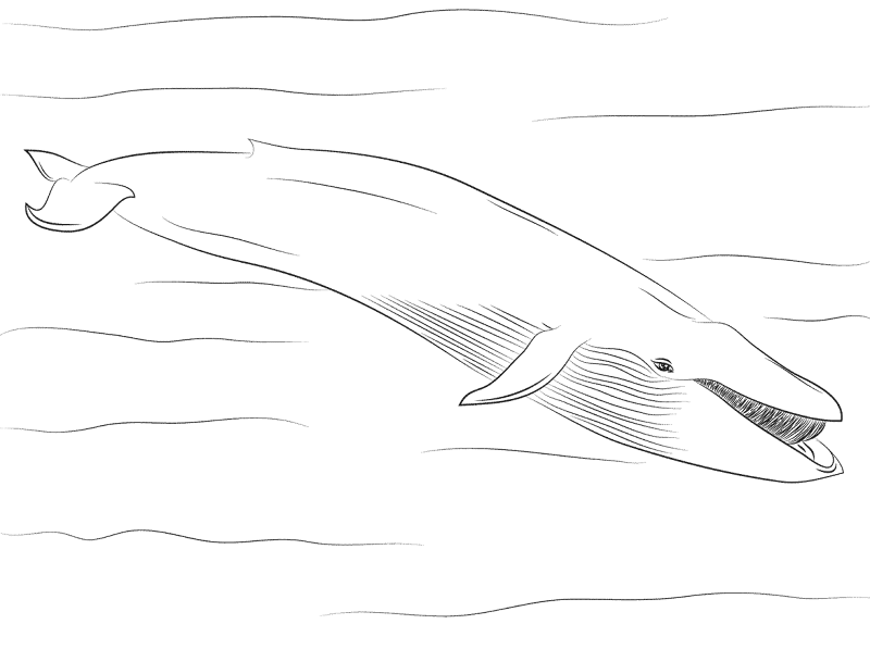 Blue Whale Coloring Pages Md Coloring Page — Free Printable — free printable coloring page
