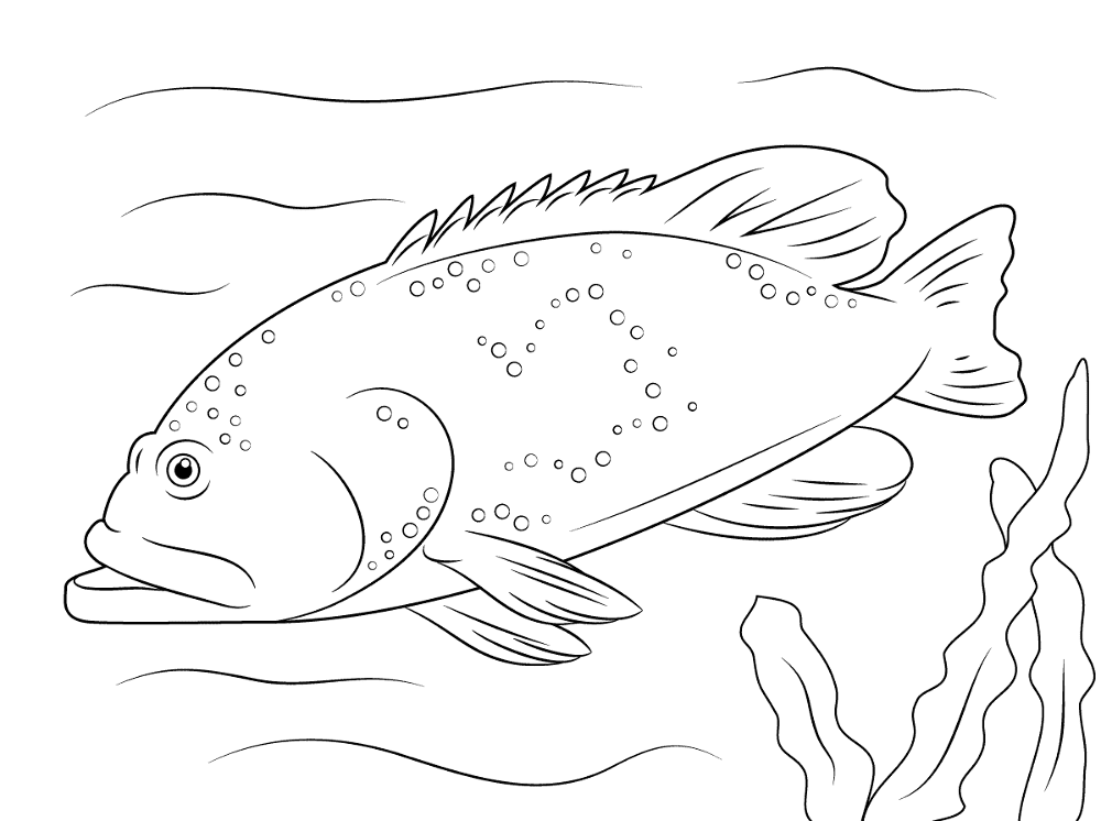 Bluespotted Grouper Md Coloring Page — Free Printable — free printable coloring page