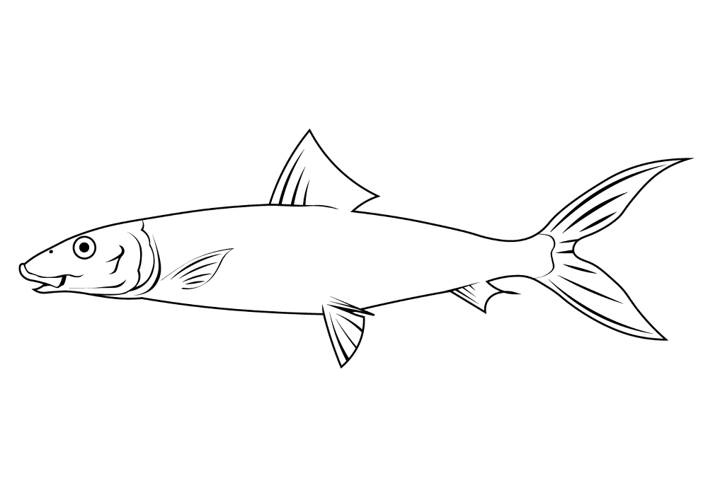 Bonefish Albula Vulpes Coloring Page Md Coloring Page — Free Printable — free printable coloring page