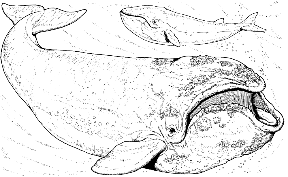 Bowhead Whale Coloring Page Md Coloring Page — Free Printable — free printable coloring page