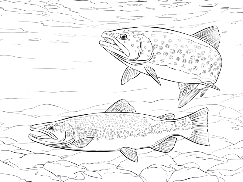 Brown Trout Coloring Pages Md Coloring Page — Free Printable — free printable coloring page
