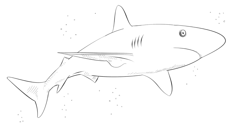 Caribbean Reef Shark Coloring Page Md Coloring Page — Free Printable — free printable coloring page