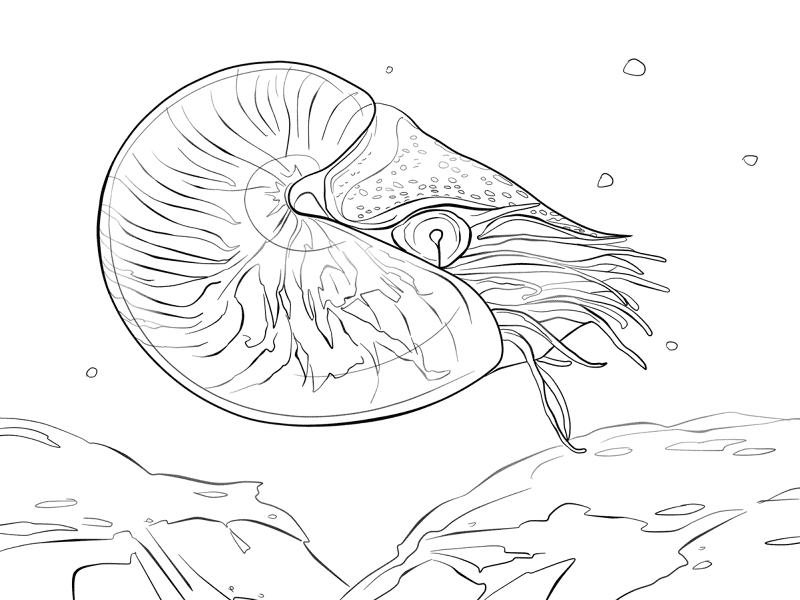 Chambered Nautilus Nautilus Pompilius Coloring Pages Md Coloring Page — Free Printable — free printable coloring page