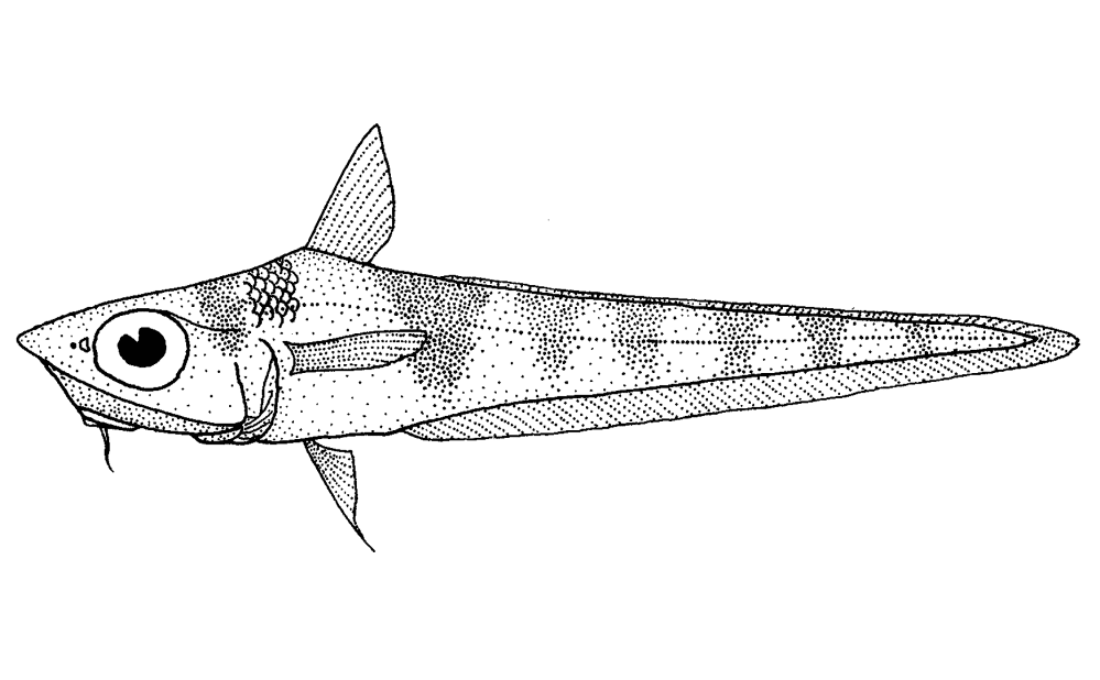 Coelorinchus Fasciatus Banded Whiptail Coloring Page Md Coloring Page — Free Printable — free printable coloring page