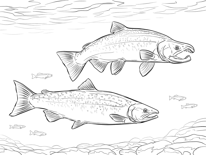 Coho Salmon Md Coloring Page — Free Printable — free printable coloring page
