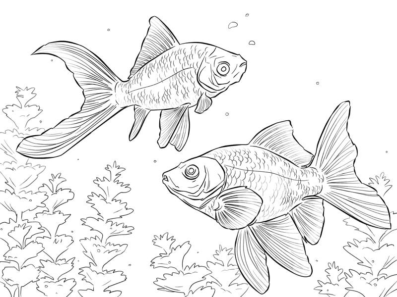 Comet Goldfishes Md Coloring Page — Free Printable — free printable coloring page