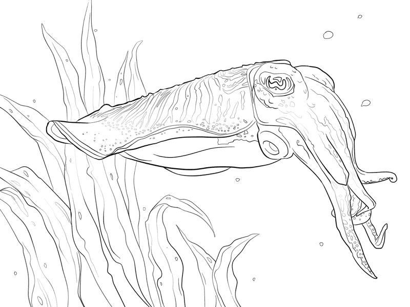 Common Cuttlefish Coloring Pages Md Coloring Page — Free Printable — free printable coloring page