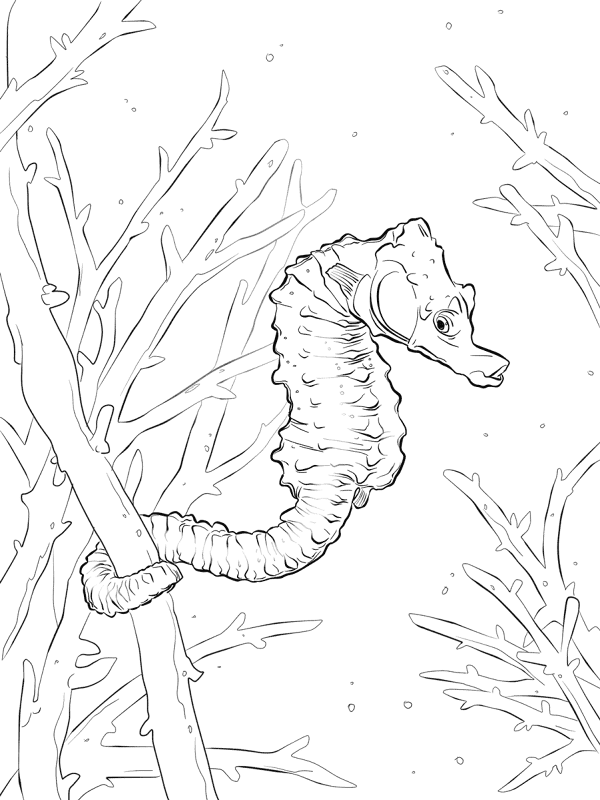 Common Seahorse Md Coloring Page — Free Printable — free printable coloring page