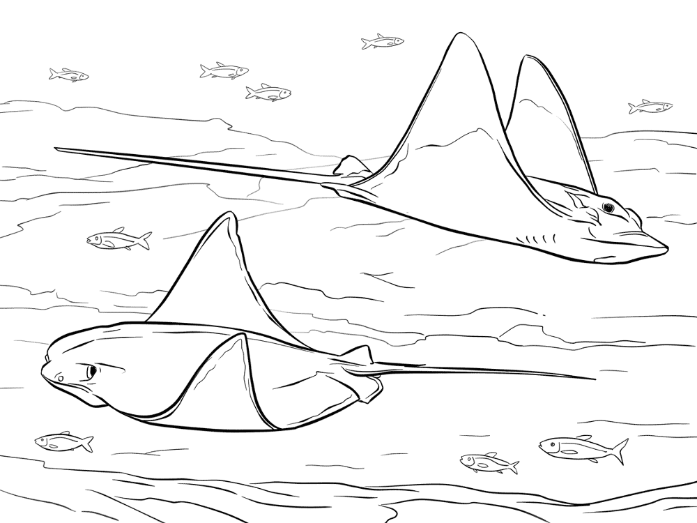 Cownose And Bull Eagle Rays Coloring Pages Md Coloring Page — Free Printable — free printable coloring page