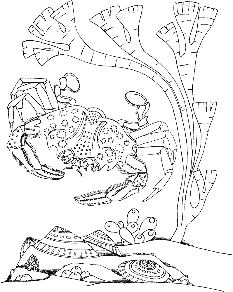Crab 6 Coloring Page Md Coloring Page — Free Printable — free printable coloring page