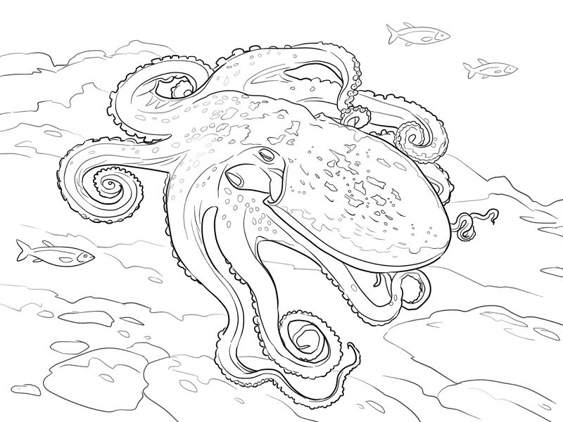 Curled Octopus Coloring Pages Md Coloring Page — Free Printable — free printable coloring page