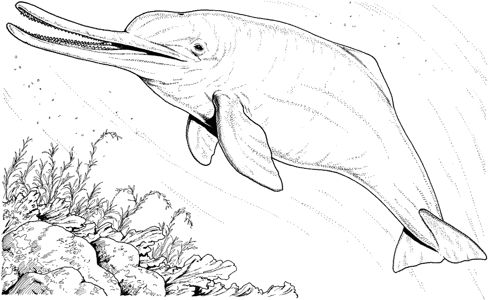 Dolphin 17 Coloring Page Md Coloring Page — Free Printable — free printable coloring page