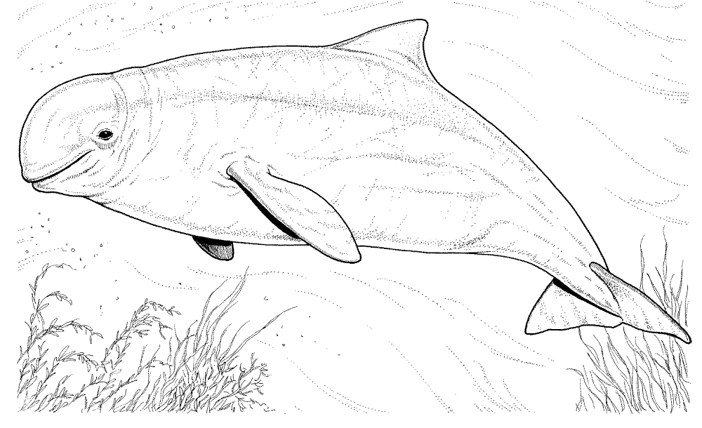 Dolphin 8 Coloring Page Md Coloring Page — Free Printable — free printable coloring page