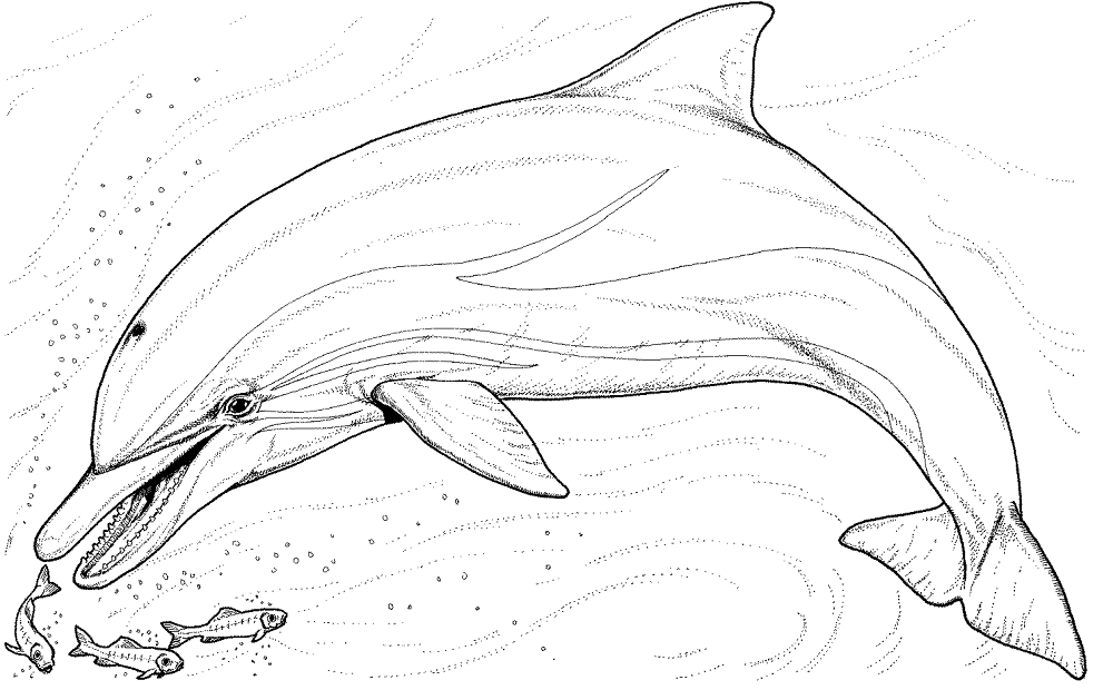 Dolphin And Several Little Fish Coloring Page Md Coloring Page — Free Printable — free printable coloring page