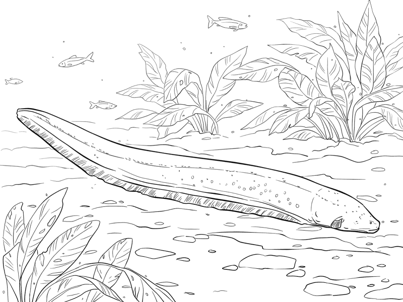 Electric Eel Coloring Page Md Coloring Page — Free Printable — free printable coloring page