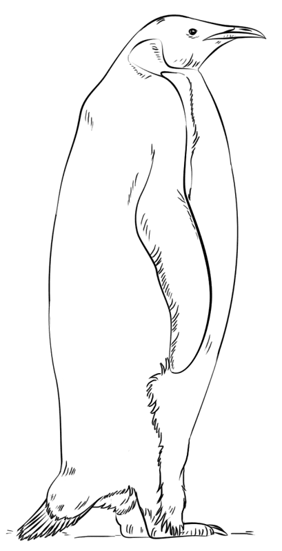Emperor Penguin Coloring Page Md Coloring Page — Free Printable — free printable coloring page