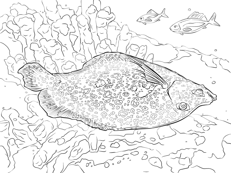 Flowery Flounder Md Coloring Page — Free Printable — free printable coloring page