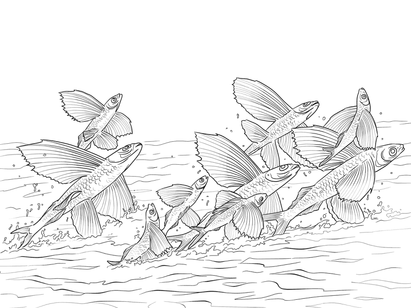 Flying Fishes Shoal Coloring Pages Md Coloring Page — Free Printable — free printable coloring page